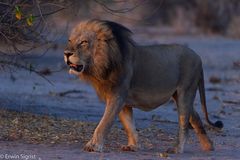 Löwe beim Sonnenaufgang im Chobe NP