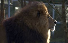 Löwe beim Sonnenbad