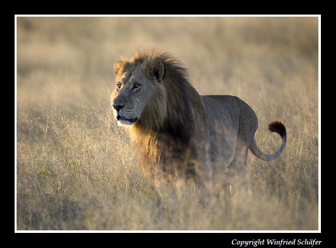 Löwe - Botswana 2009