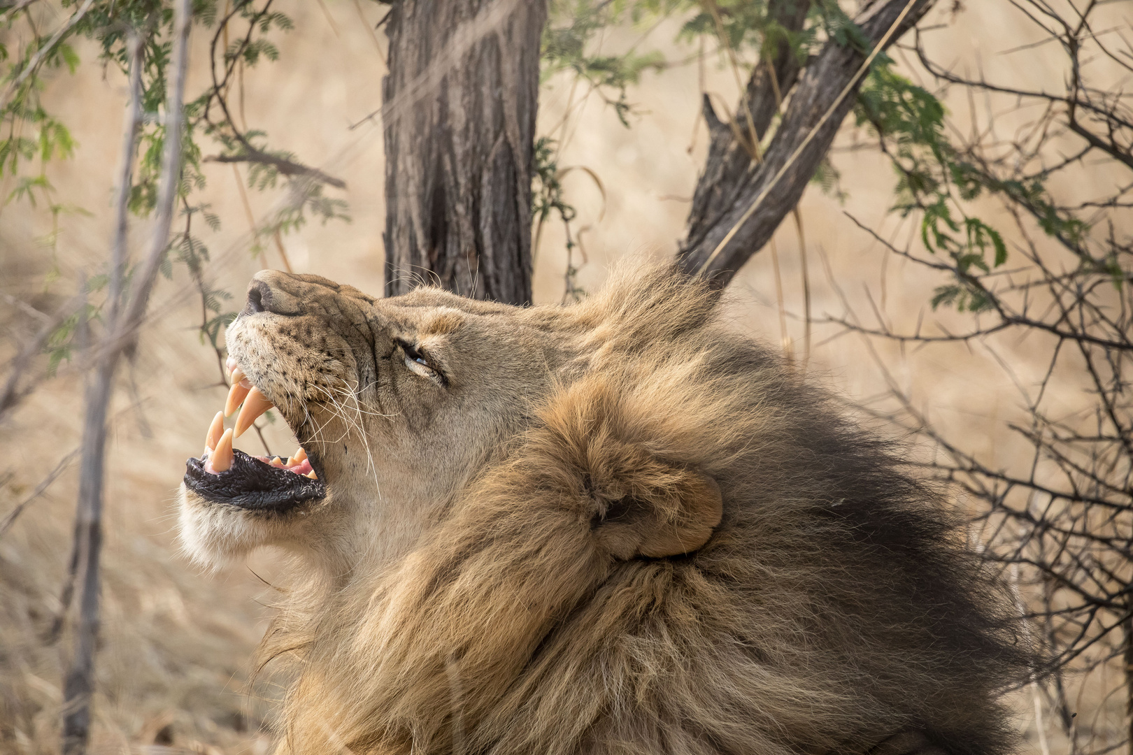 Löwe, Botswana