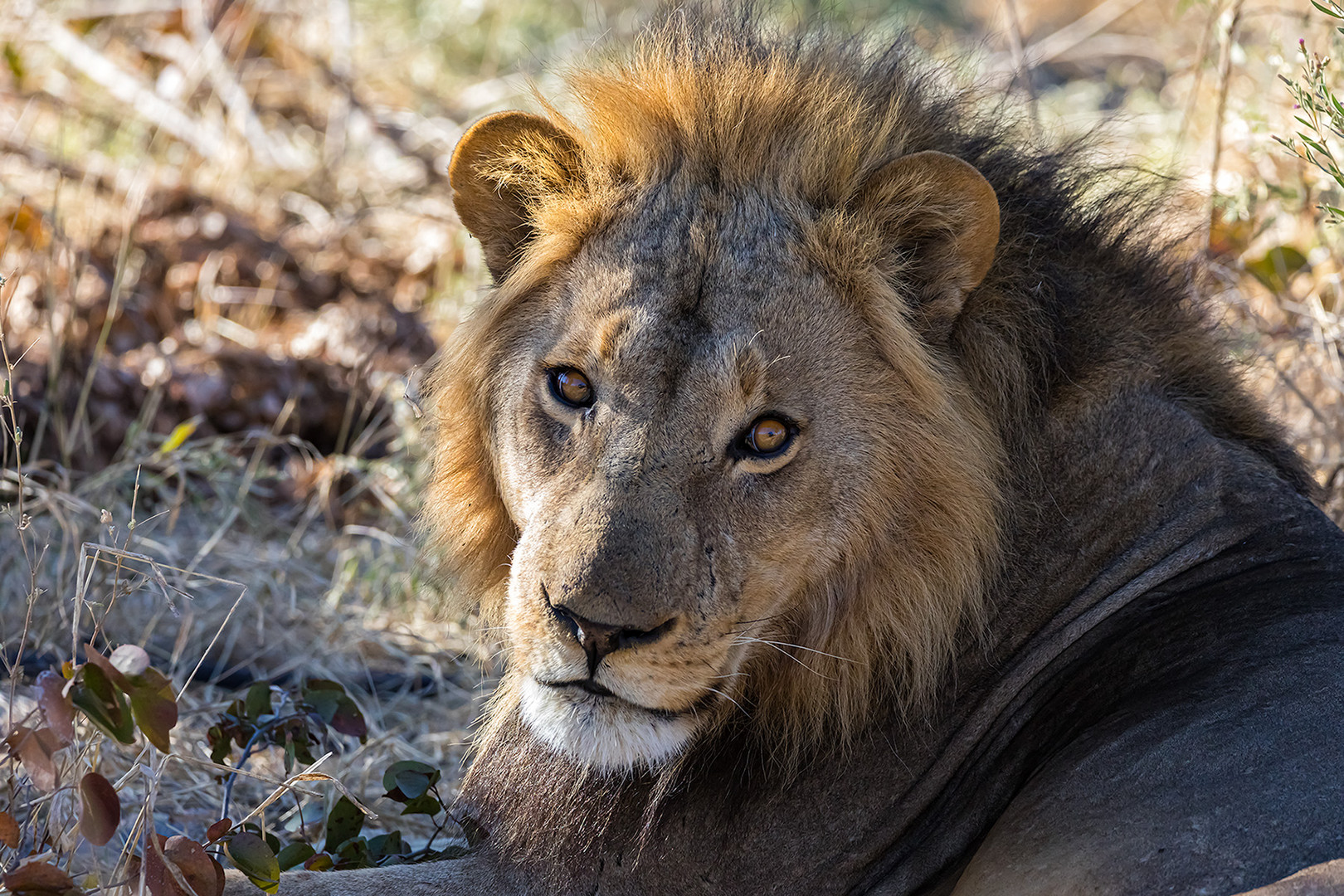 Löwe closeup