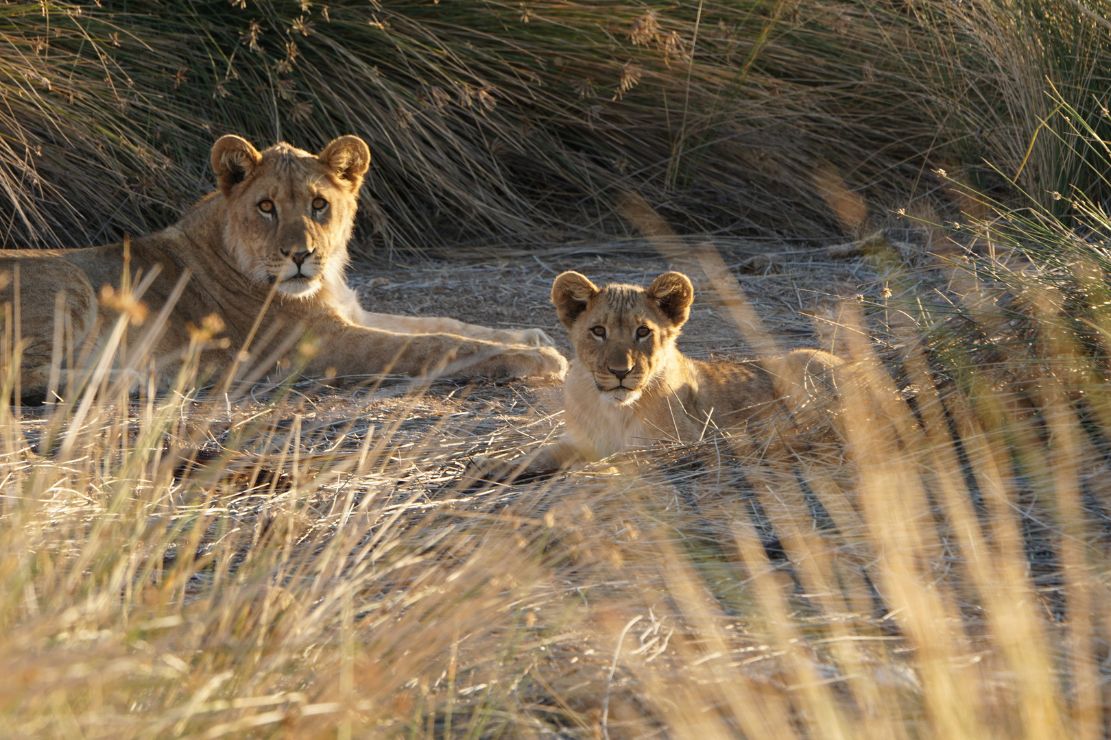 Loewe Cubs - 1