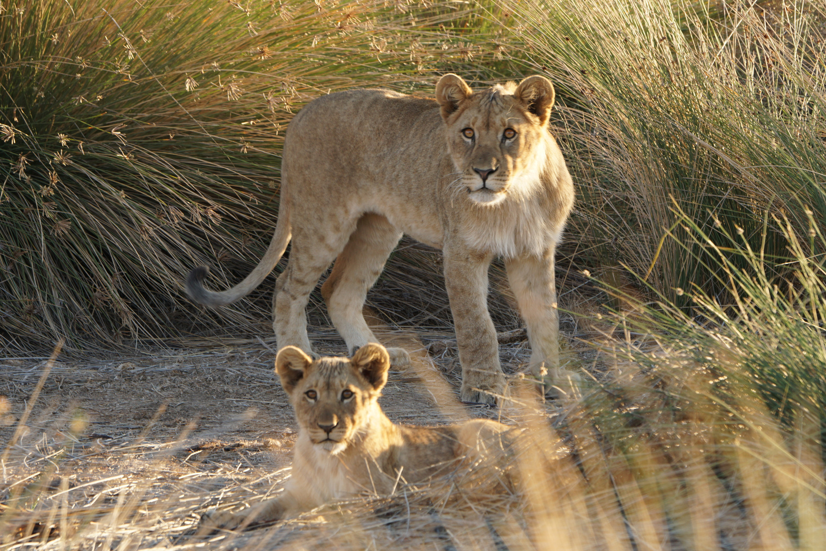 Loewe Cubs  - 2