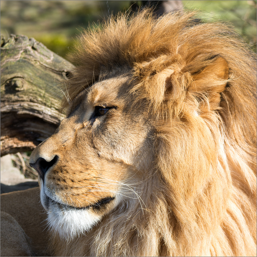 Löwe Foto & Bild | tiere, zoo, wildpark & falknerei, säugetiere Bilder
