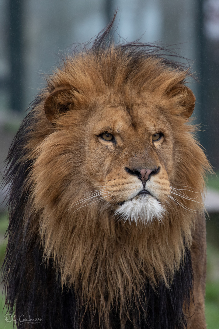 Löwe Foto & Bild | tiere, zoo, wildpark & falknerei, säugetiere Bilder