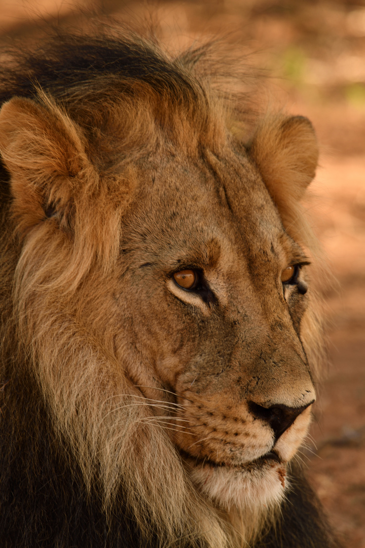 Löwe der Kalahari