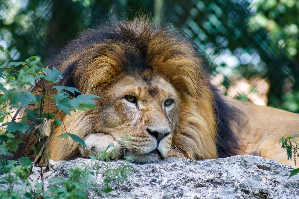 L we Foto Bild tiere zoo wildpark falknerei L we Foto Bild tiere zoo wildpark falknerei