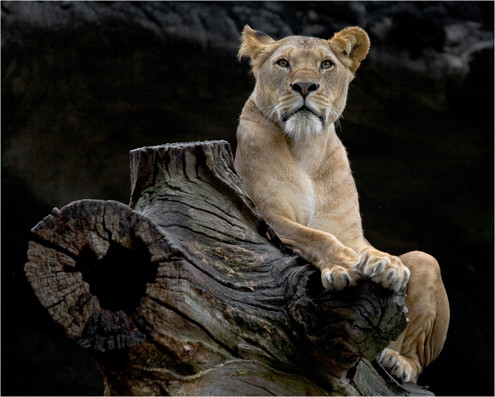 LÖWEFRAU Foto & Bild tiere, zoo, wildpark & falknerei, säugetiere Bilder auf