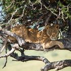 Löwe geniesst den Schatten auf einem Baum