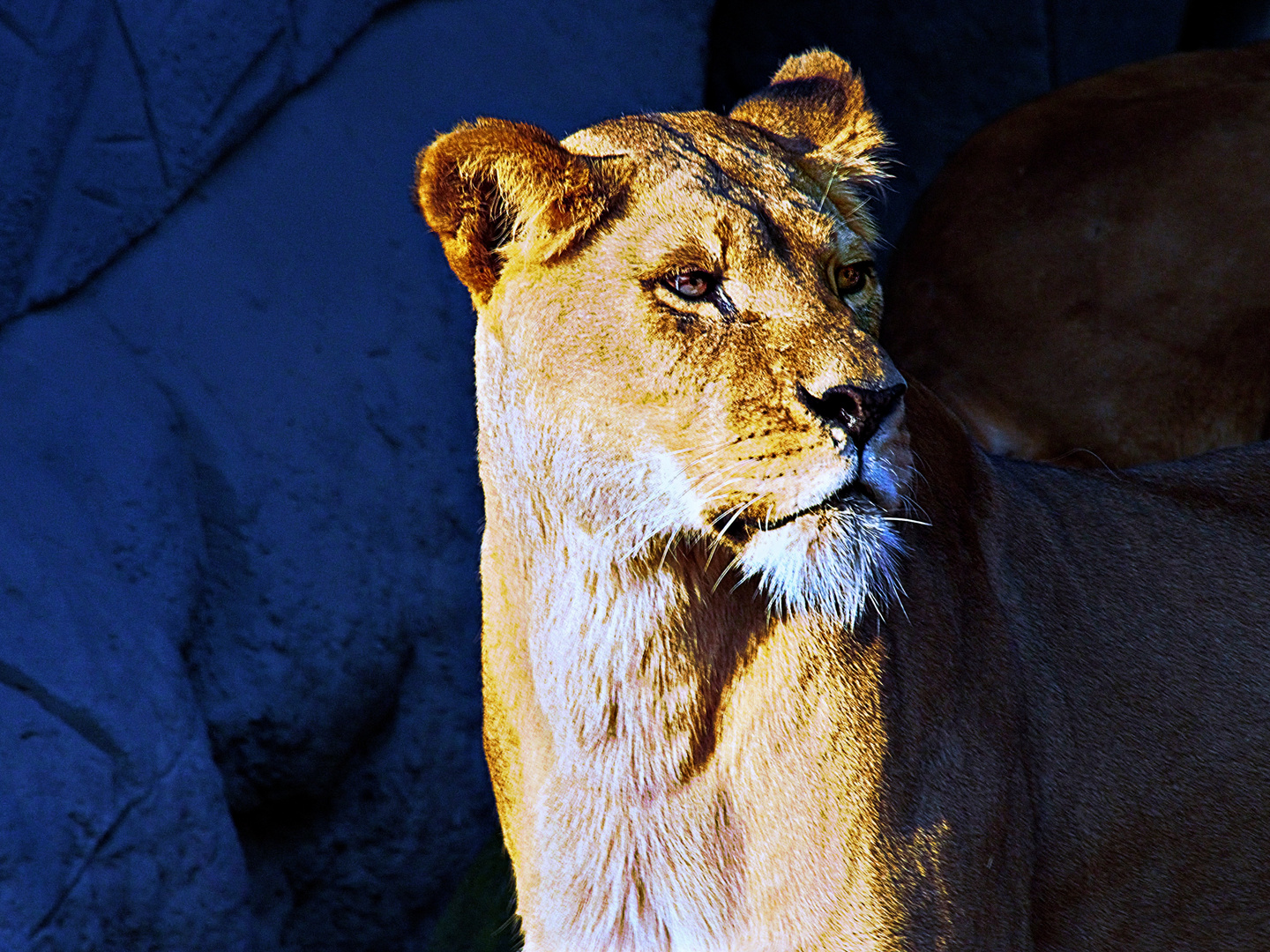 Löwe (Hagenbeck Tierpark, Hamburg, April 2017)