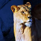 Löwe (Hagenbeck Tierpark, Hamburg, April 2017)