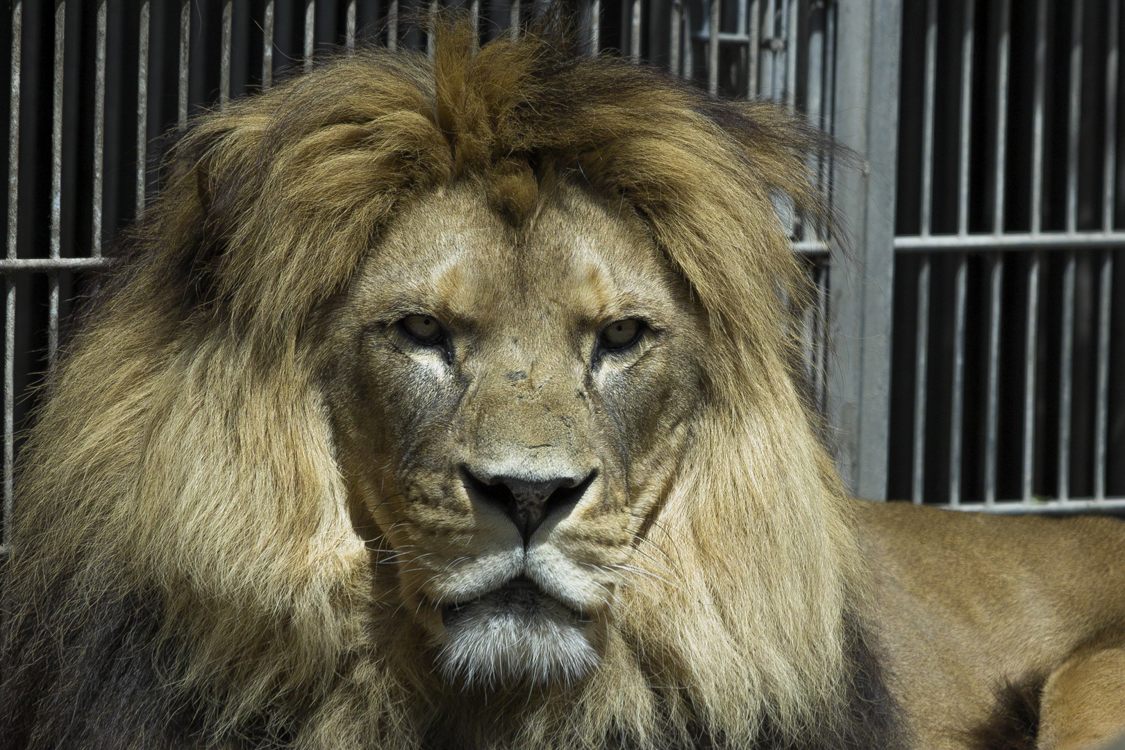 Löwe / Heidelberger Zoo