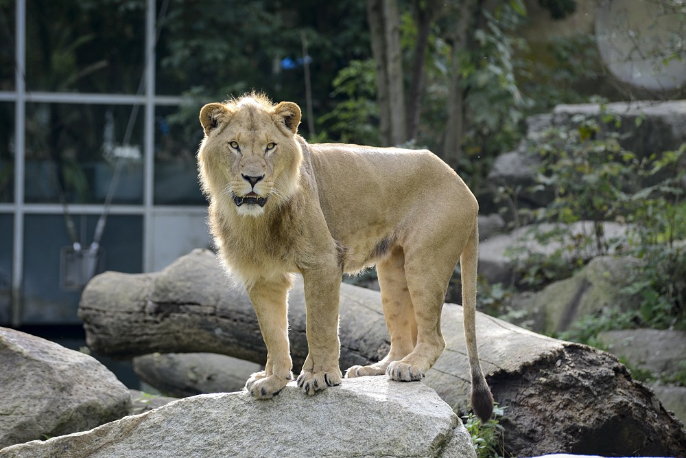 Löwe Hellabrunn