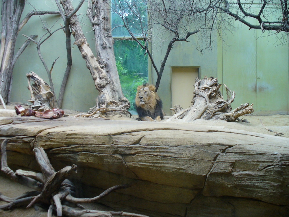 Löwe hinter Glas