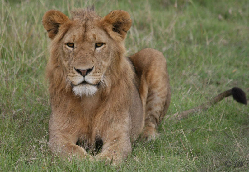 Löwe II Maasai Mara Gebiet Kenya