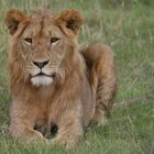 Löwe II Maasai Mara Gebiet Kenya