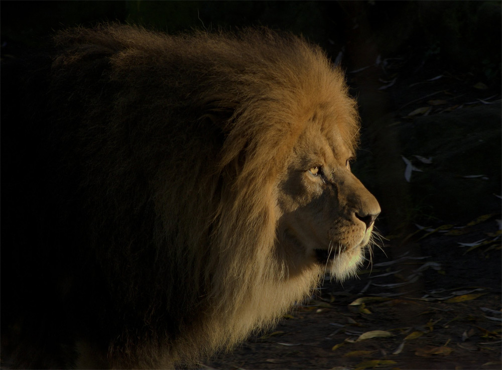 Löwe im Abendlicht