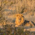 Löwe im Abendlicht Ongava