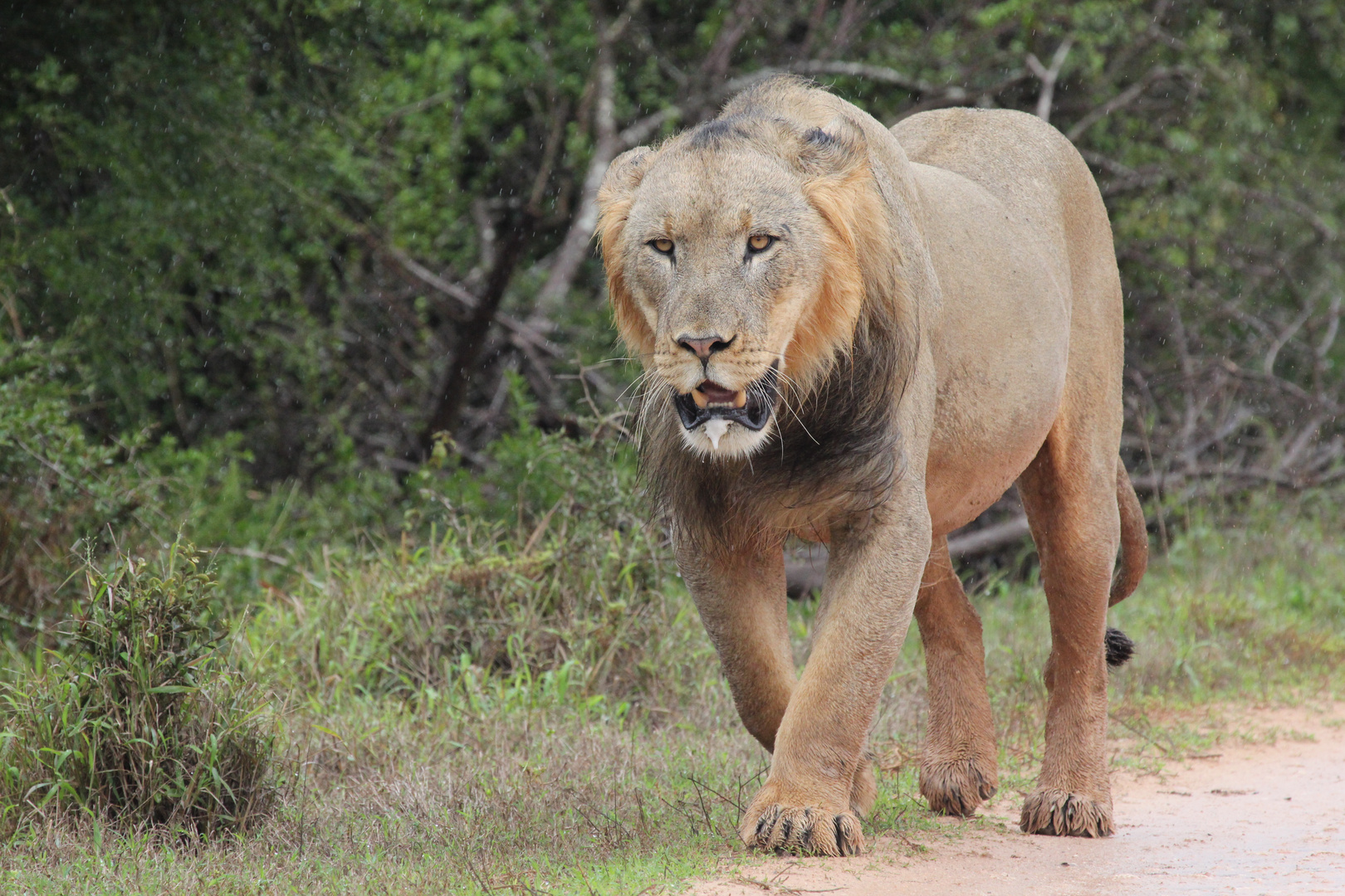 Löwe im Addo Elephant Nationalpark