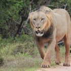 Löwe im Addo Elephant Nationalpark
