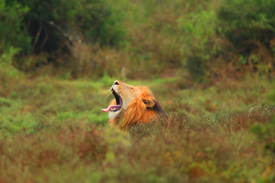 Löwe im Addo Park 2.0