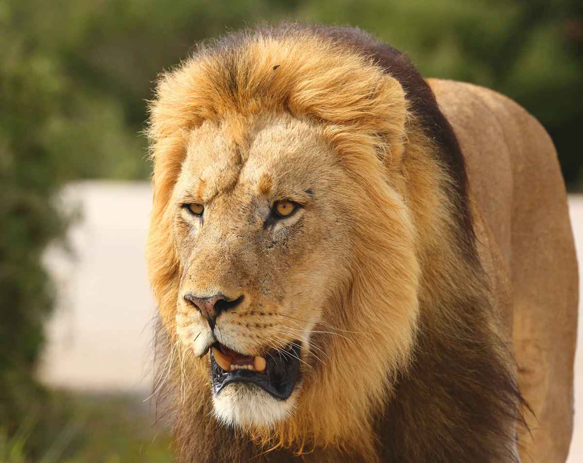 Löwe im Addo Park 3.0