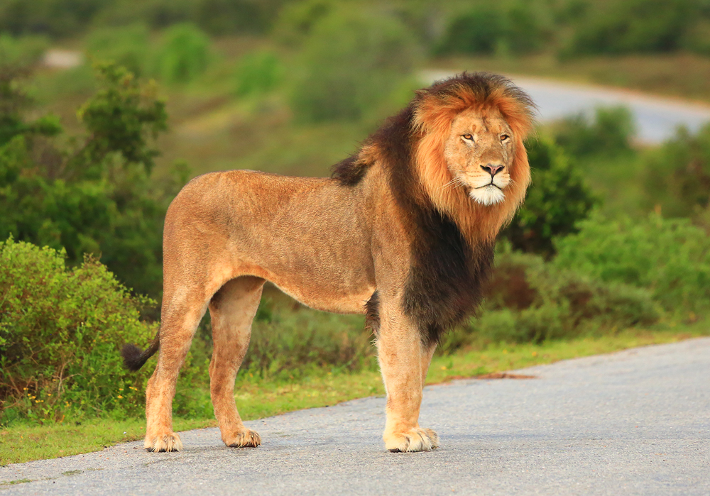 Löwe im Addo Park 4.0