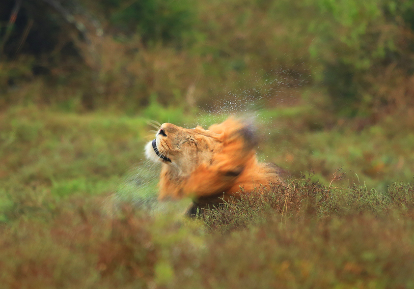 Löwe im Addo Park