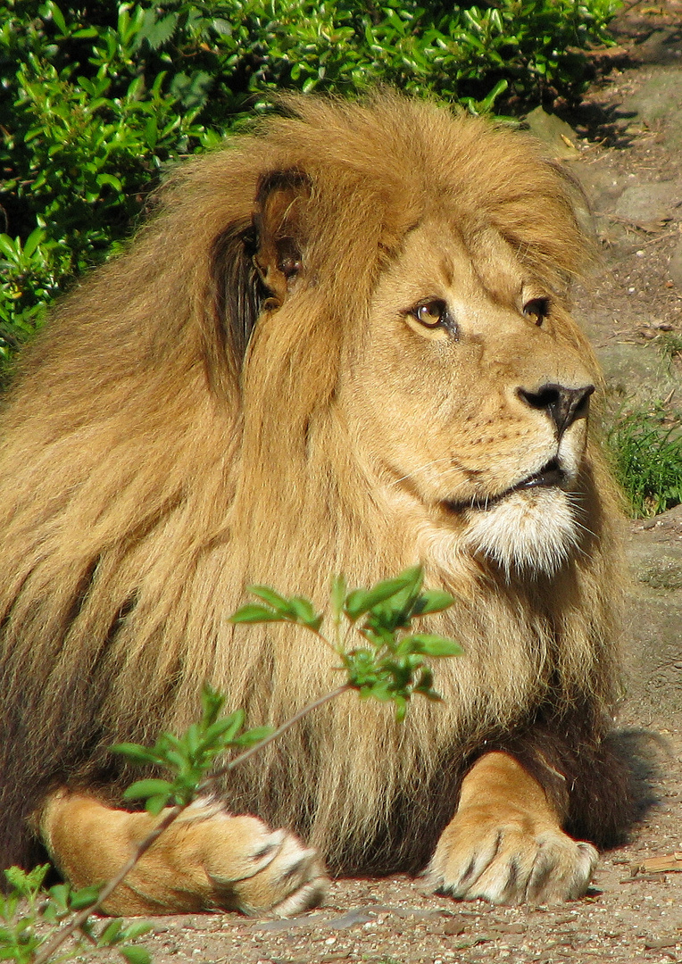 Löwe im Allwetterzoo Münster/Westfalen