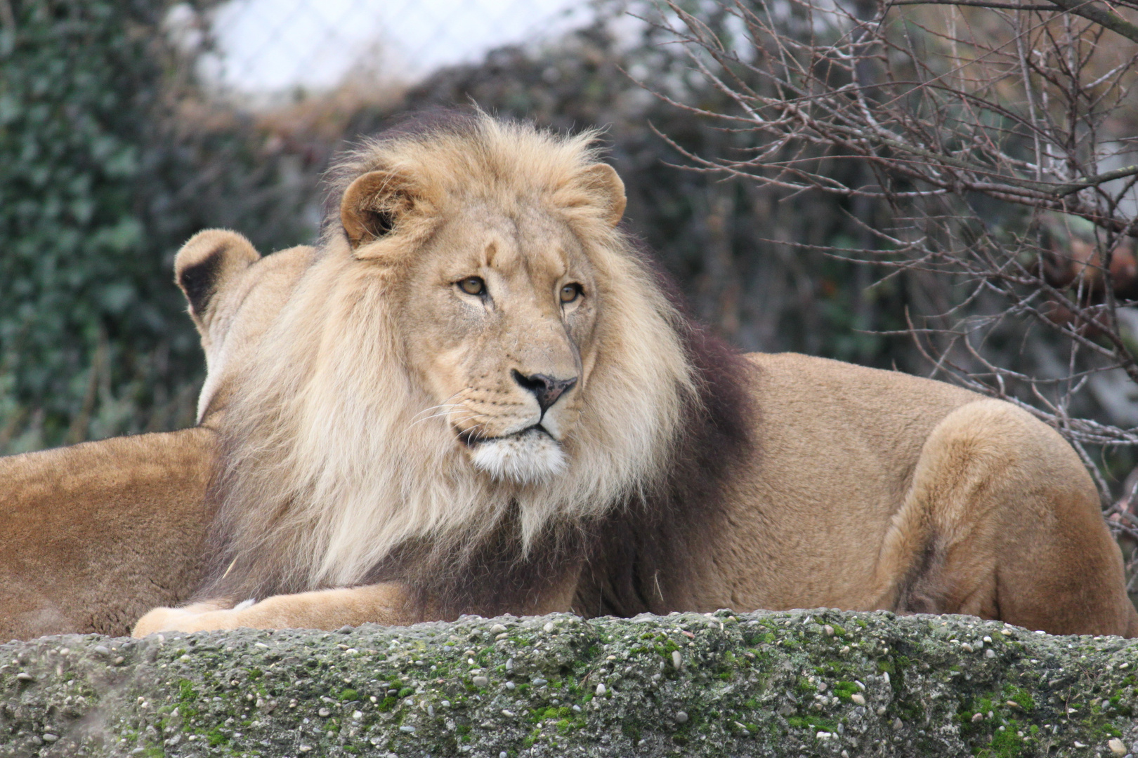 Löwe im Basler Zoo