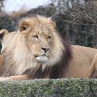 Löwe im Basler Zoo