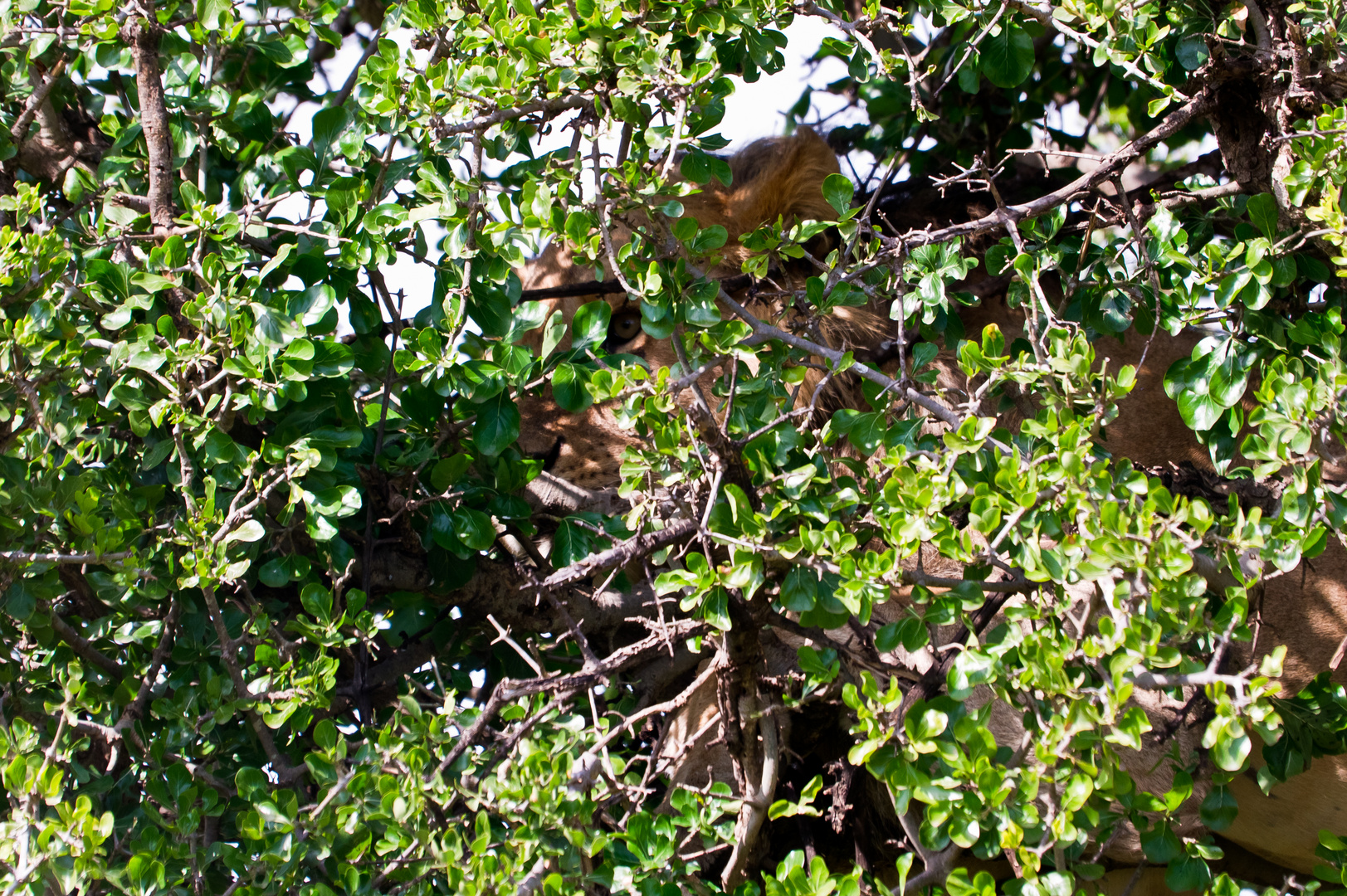 Löwe im Baum 2