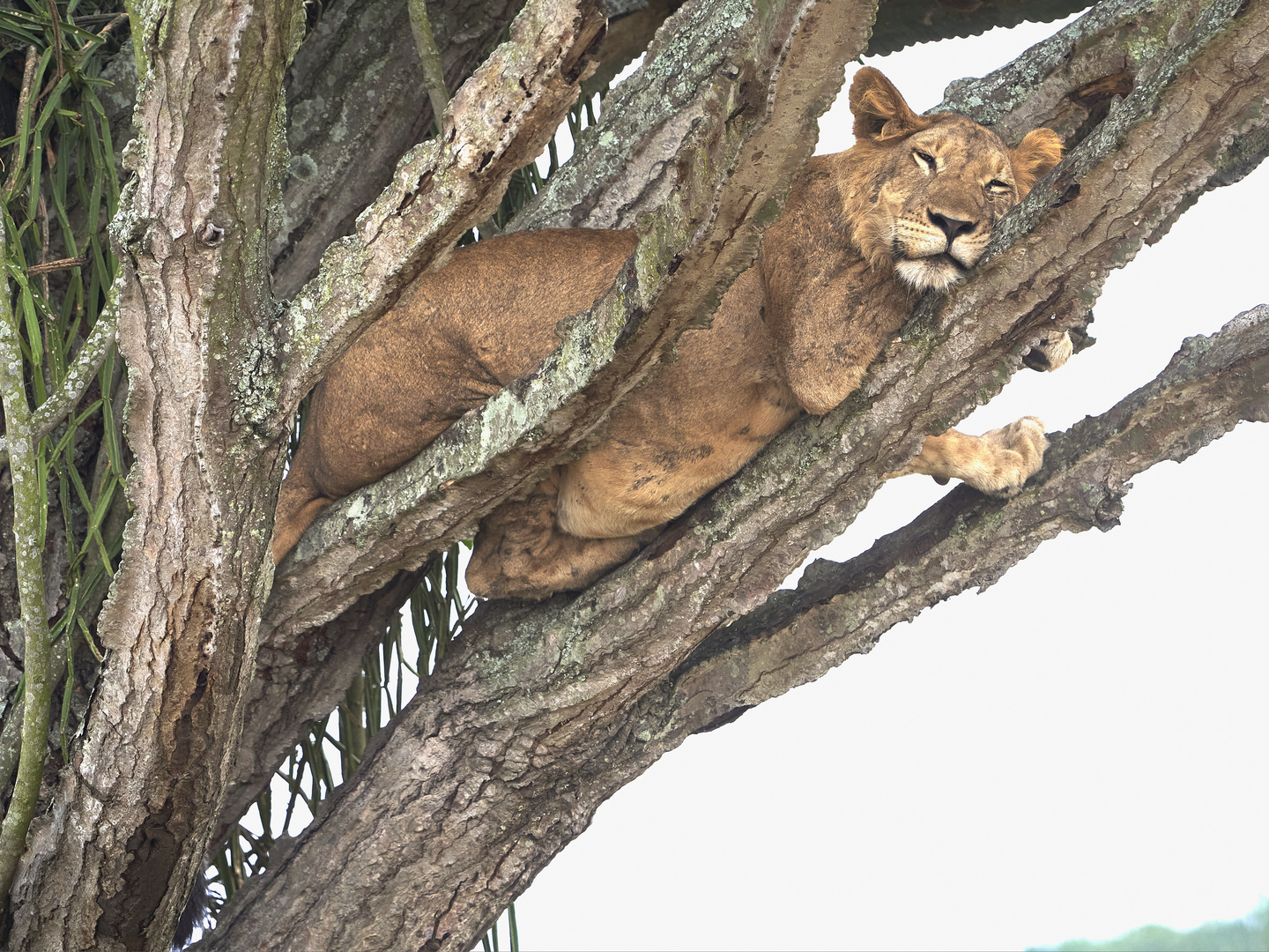 Löwe im Baum 