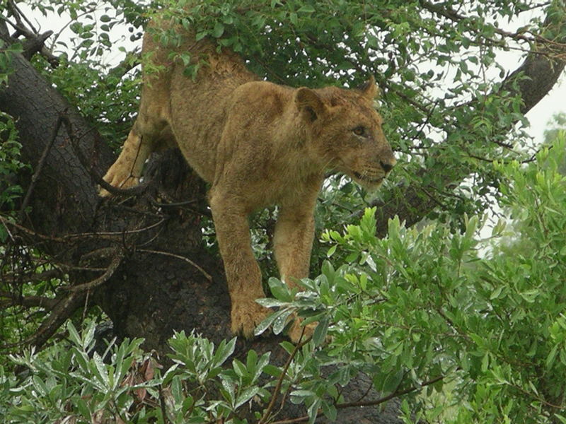 Löwe im Baum