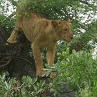 Löwe im Baum