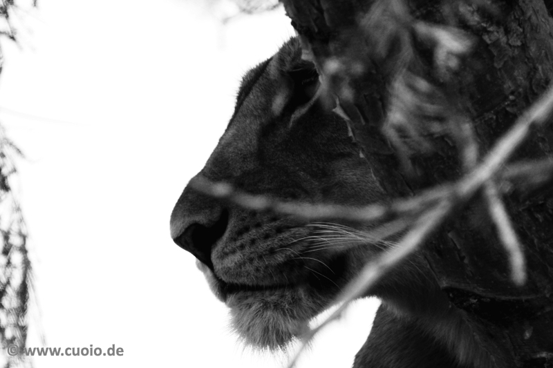 Löwe im Baum - Schwarz/Weiß