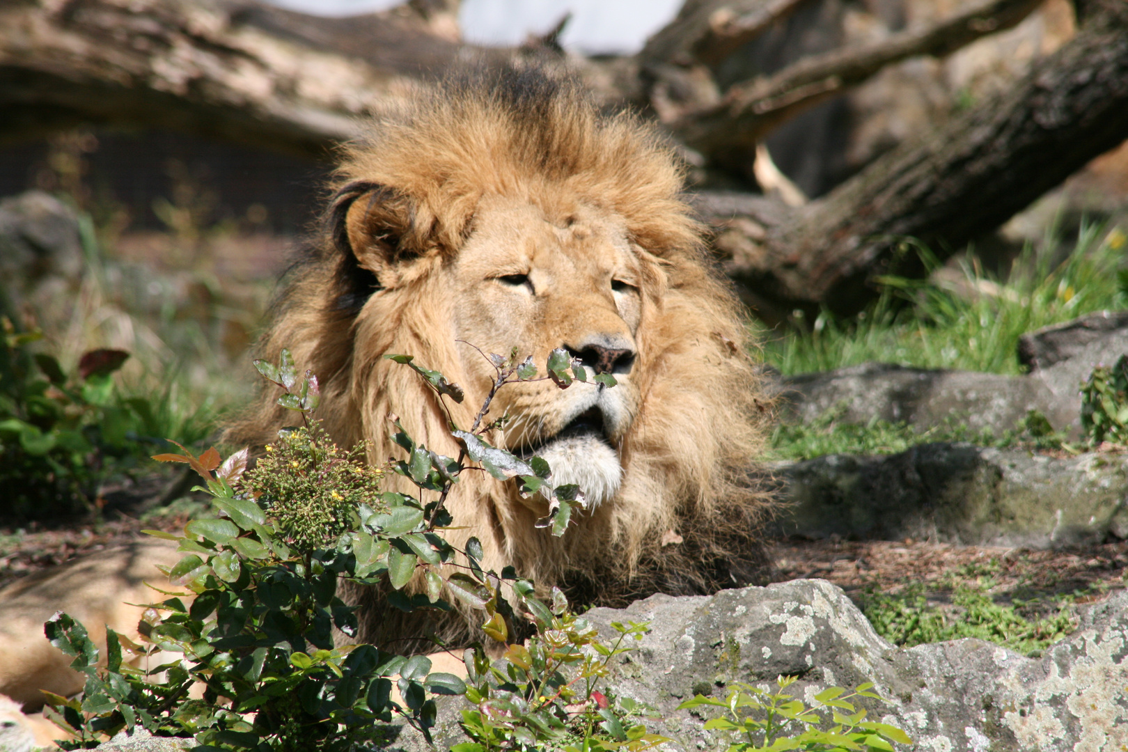 Löwe im Berliner Zoo