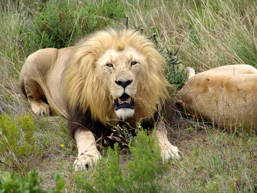 Löwe im Botlierskop Game Reserve - Süd Afrika