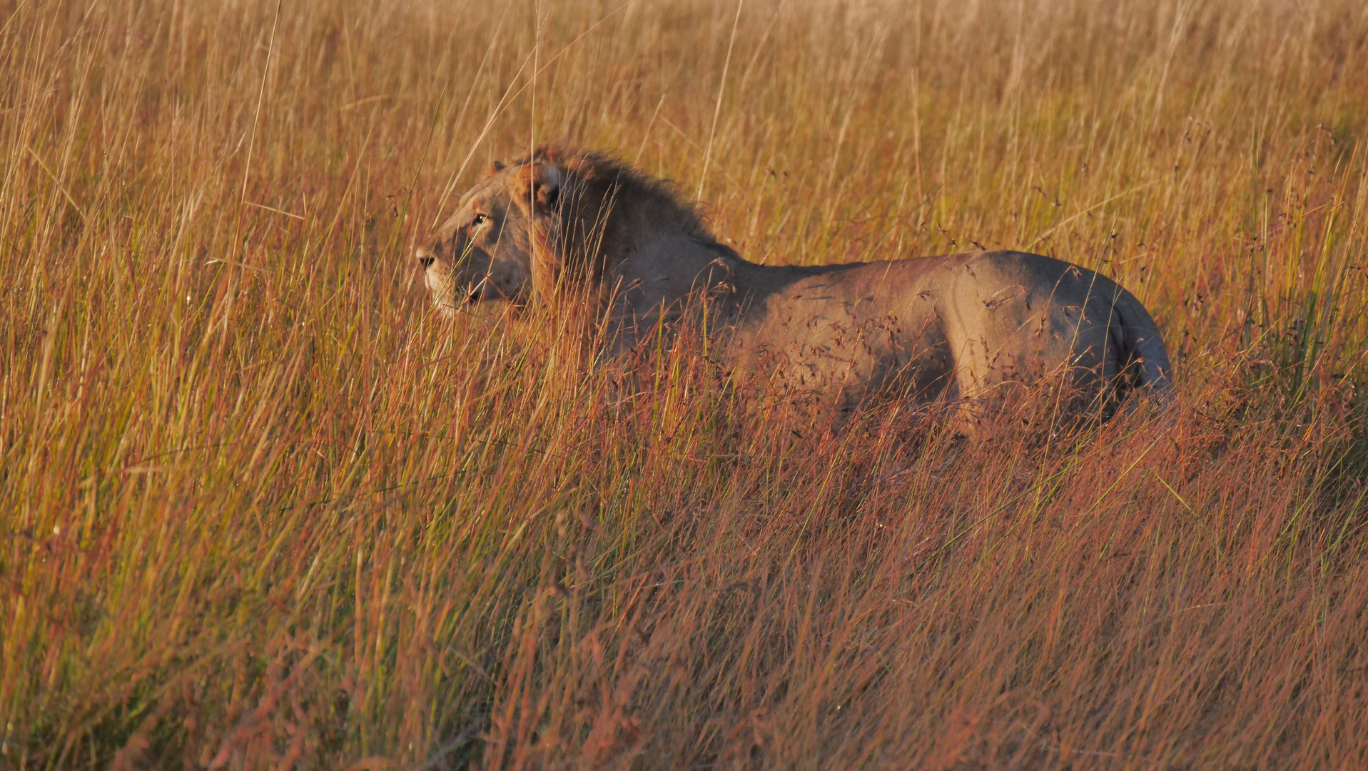 Löwe im Chobe-Natioanlpark, Botswana