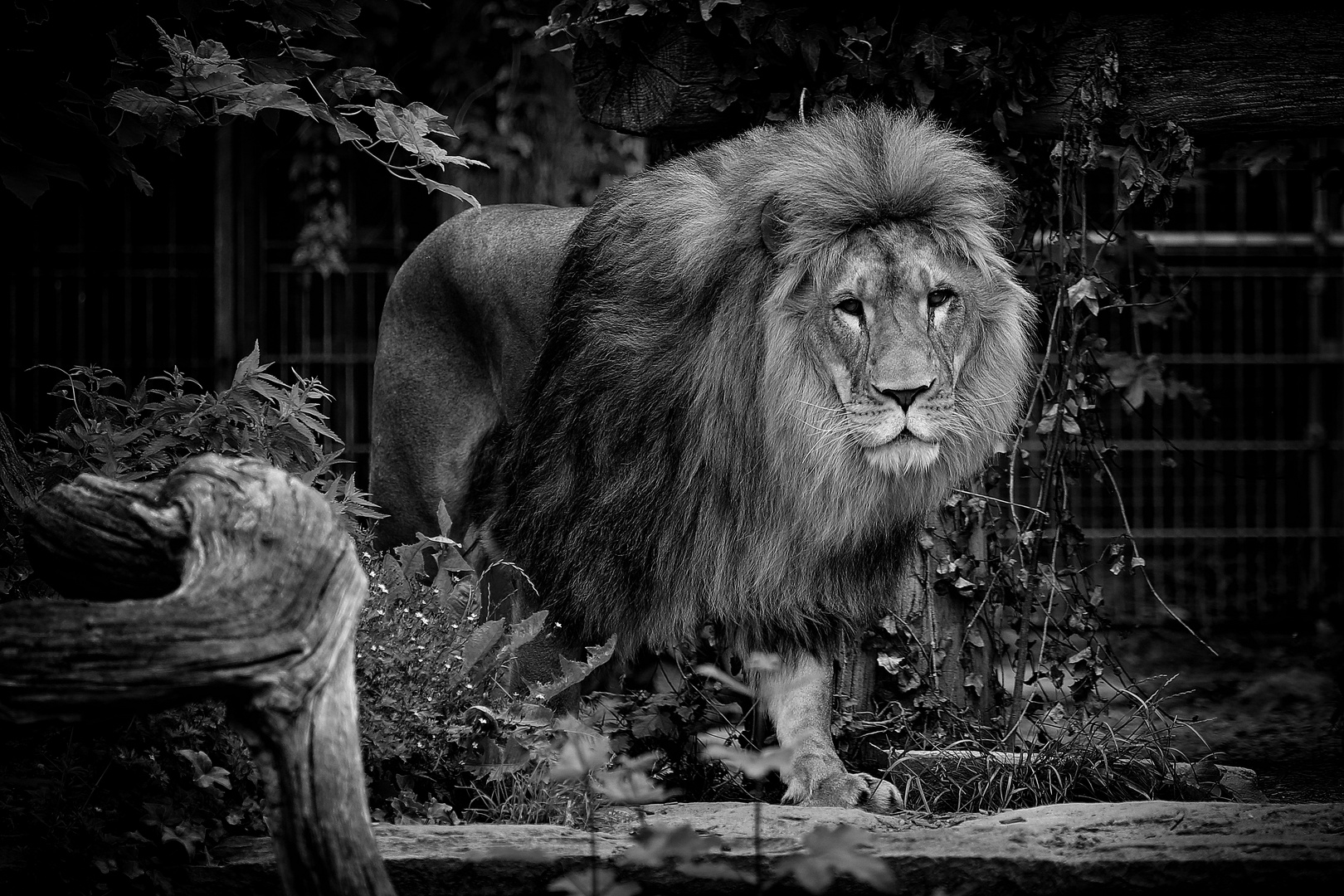 Löwe im Dortmunder Zoo