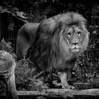 Löwe im Dortmunder Zoo