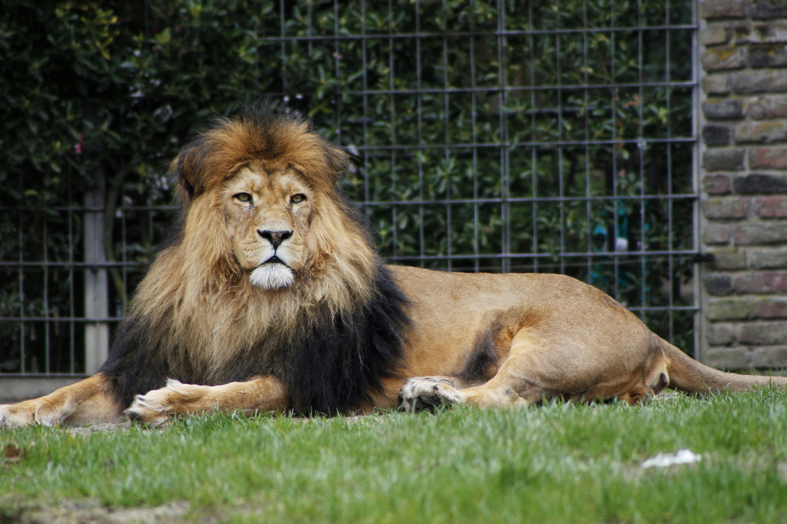 Löwe im Duisburger Zoo