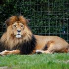 Löwe im Duisburger Zoo