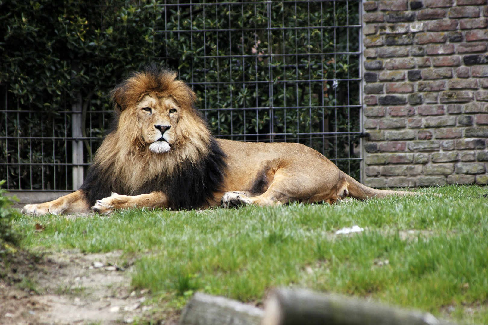 Löwe im Duisburger Zoo, 2 Versuch