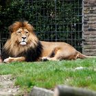 Löwe im Duisburger Zoo, 2 Versuch