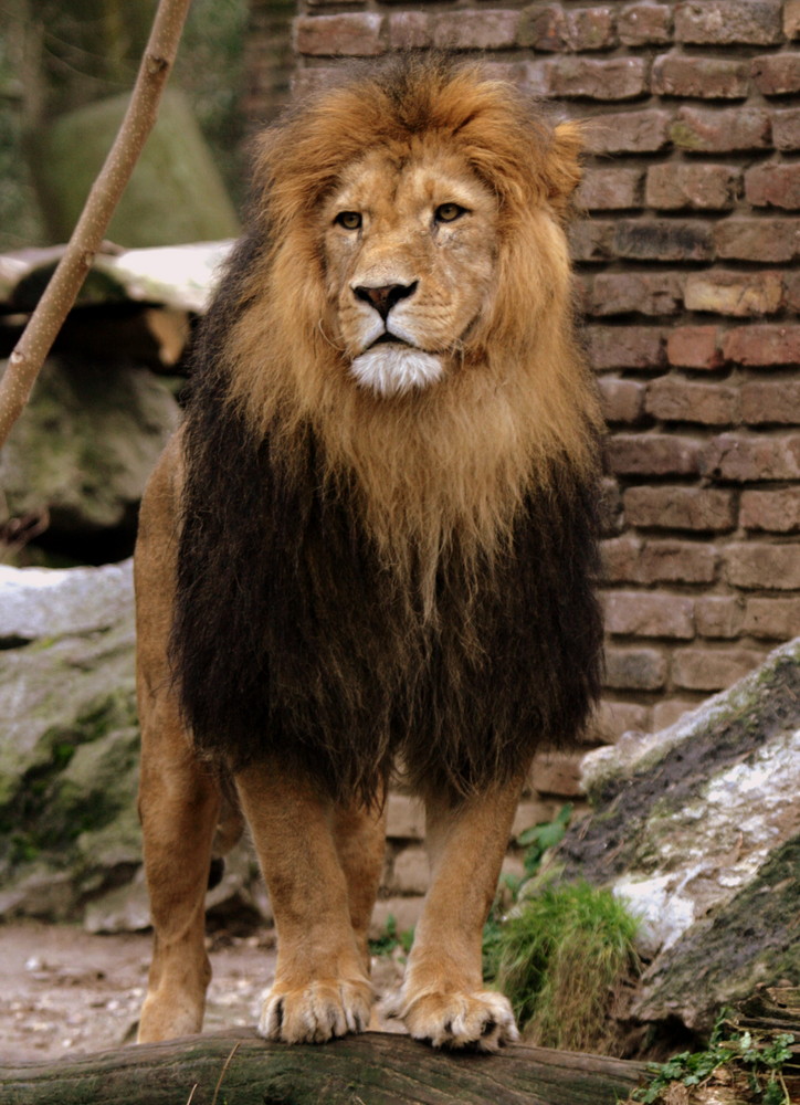 Löwe im Duisburger Zoo Januar 2008