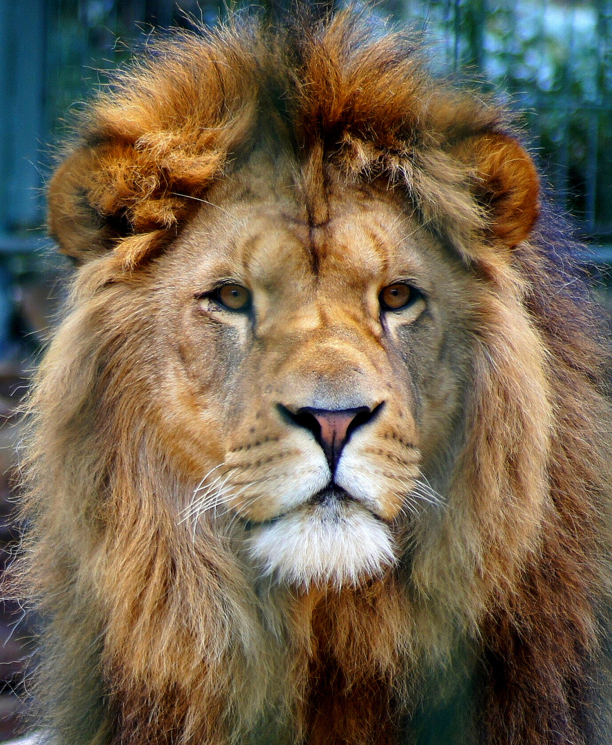 Löwe im Eifelzoo