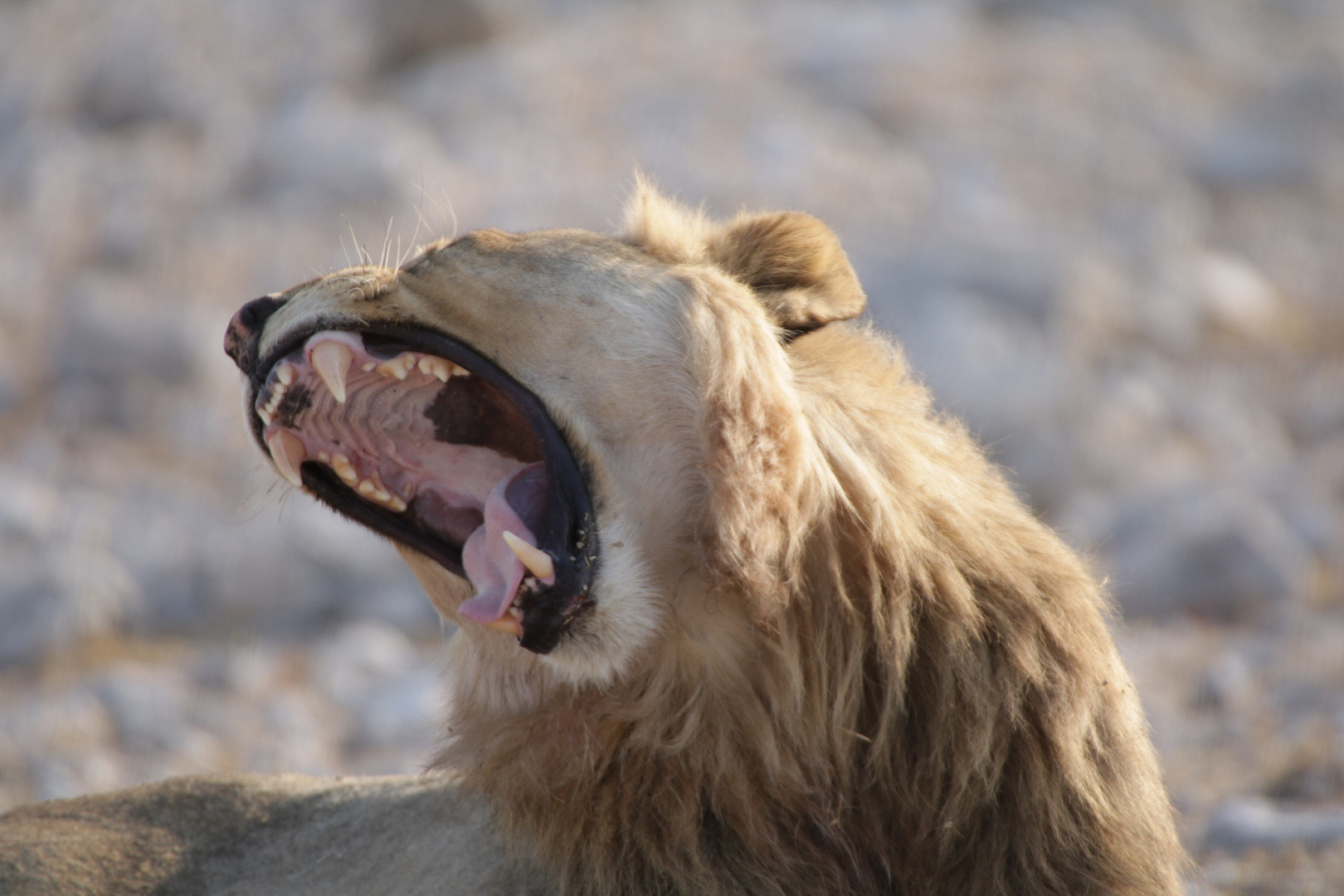 Löwe im Etosha