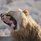 Löwe im Etosha