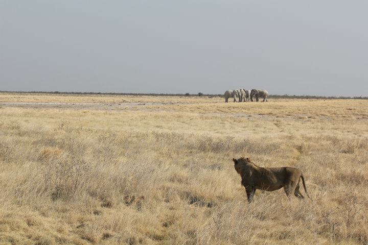 Löwe im Etosha